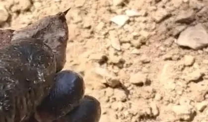 Türkiye'nin en zehirli türlerinden biri... O ilde ortaya çıktı!