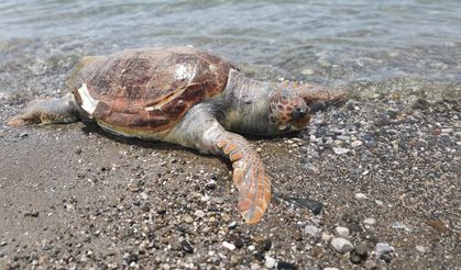 Fethiye'de ölü caretta caretta sahile vurdu