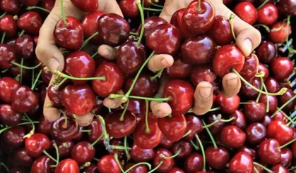 Kirazda don riski atlatıldı: Rekolte beklentisi yükseldi