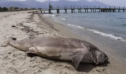 Kuşadası'nda sahile ölü köpek balığı vurdu