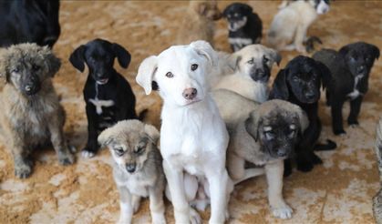 NATO zirvesi öncesi 'köpekleri toplayın' yazısı!