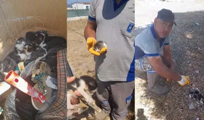Belediye ekiplerinin dikkati yavru kedileri hayata bağladı