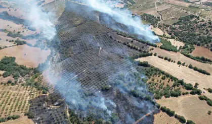 Kula'da orman yangınında 15 hektar alan zarar gördü