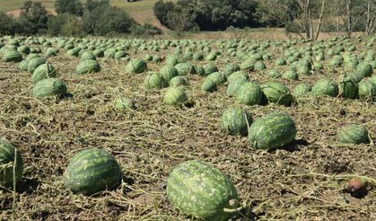 Süper hücre Tekirdağ’ı vurdu: Tarım alanlarında ağır hasar oluştu