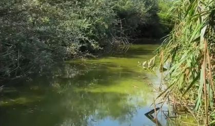 Eber Gölü'nün su seviyesinde azalma gözlendi