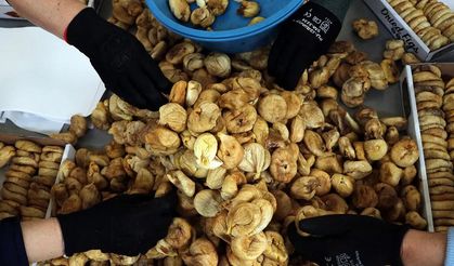 Kuru incirde sevindiren gelişme: Rekolte 90 bin tonu aşacak!