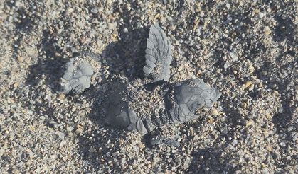 Bodrum'da yumurtadan çıkıp denizle buluşan caretta carettalar görüntülendi