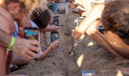 Didim'de caretta caretta yuvalarından yavru çıkışları tamamlandı