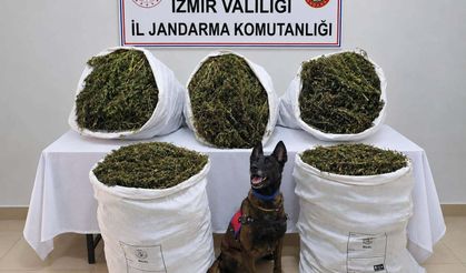 İzmir'de bir araziye 'zehir' baskını:  54 kilo 800 gram kubar esrar ele geçirildi!