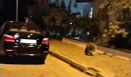 Kuşadası'nda nesli tehlike altında olan oklu kirpi görüldü