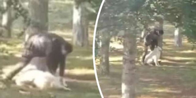 Kayseri'de parkta köpeğe sopalı-yumruklu işkence! Gözaltına alındı