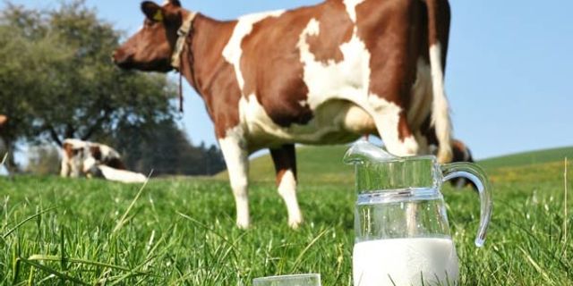 Tire Süt Kooperatifi Başkanı Öztürk uyardı: İnek kesimleri tekrar başlayabilir