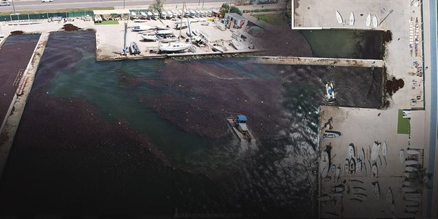 Büyükşehir Belediyesi deniz temizliği için harekete geçti... Körfez marullardan arındırılıyor