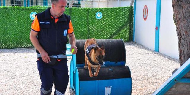 Hasta olduğu için bakımevine terk edilmişti, bomba arama köpeği oldu
