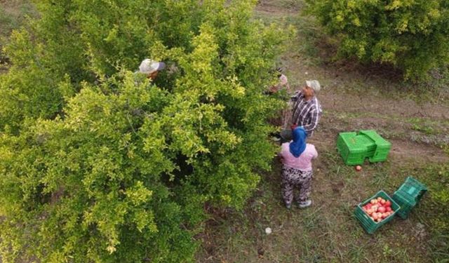 Havran'da hasat başladı