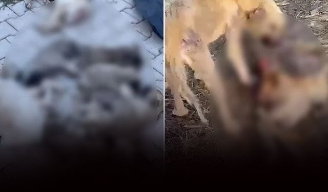 Kan donduran iddia... Barınakta aç kalan köpekler birbirlerini yedi