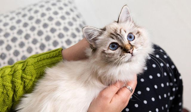 Kedi sahibi olmak bu hastalığın riskini iki katına çıkarıyor