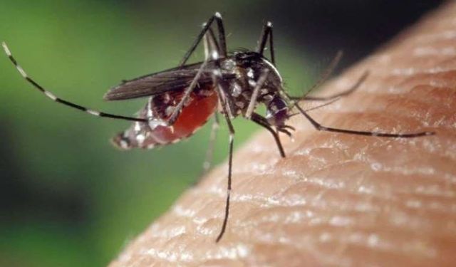Sivrisinekler de kış uykusuna yatmadı... Uzmanından hastalık uyarısı
