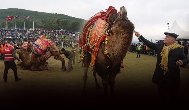 Pehlivan develer Torbalı Arenasına inecek