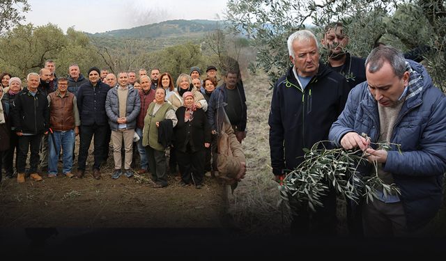 Efes Tarlası Yaşam Köyü'nde çiftçilere zeytin budama eğitimi