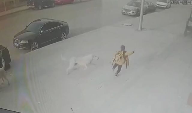 Sokak köpekleri okuldan dönüş yolunda saldırdı