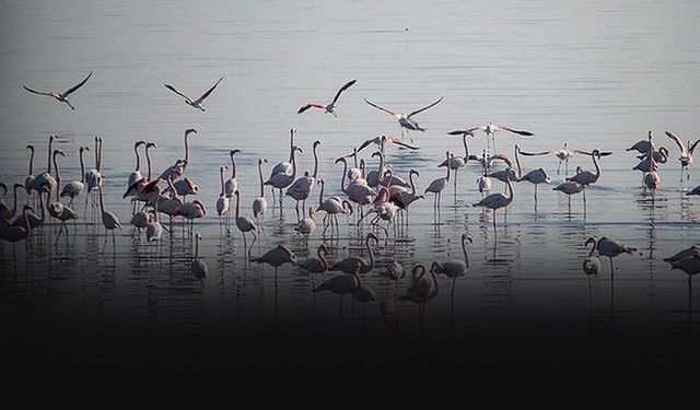 Ege'deki sulak alanlarda 81 türden 157 bin 503 su kuşu sayıldı