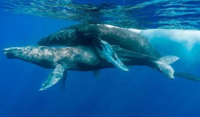 Hawaii açıklarında ilk kez erkek kambur balinalar çiftleşti