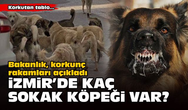 Bakanlık rakamları açıkladı... İzmir'de kaç sokak köpeği var?