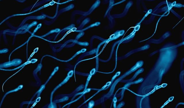 İnsan ve köpek testislerinde tespit edildi: Sperm sayısını etkiliyor