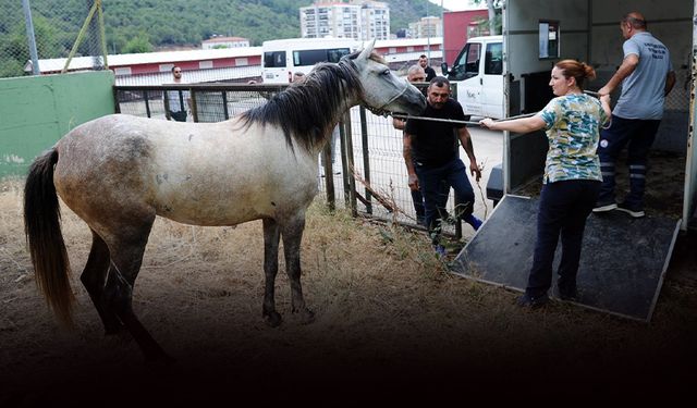 Karşıyaka’da başıboş at operasyonu