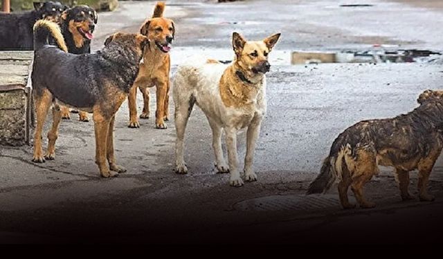 İş insanı Çeşme'de başıboş köpeklerin saldırısına uğradı... Parçalanmaktan son anda kurtuldu!