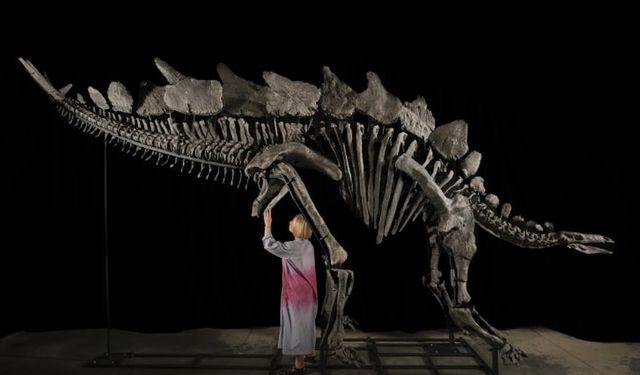 Dinozor fosili 44,6 milyon dolara satıldı