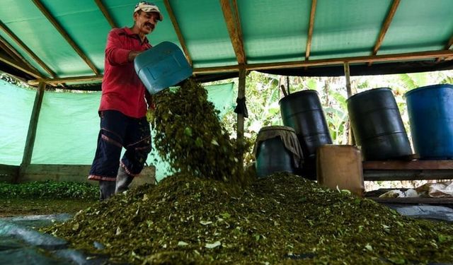 En büyük kokain üreticisi ülkede satışlar yavaşladı