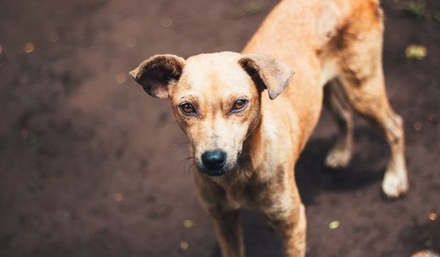 Köpekler stresin kokusunu alabiliyor!