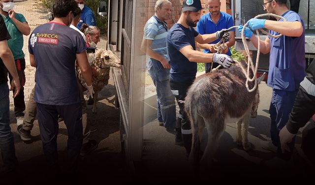 Yangın bölgesindeki bakımevlerinden 250 can dostu tahliye edildi!