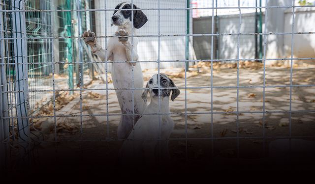 Konak’ta can dostların yeni yuva mutluluğu