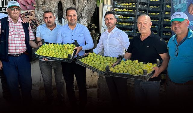 Çapak Bardacık İnciri ABD'ye gidecek