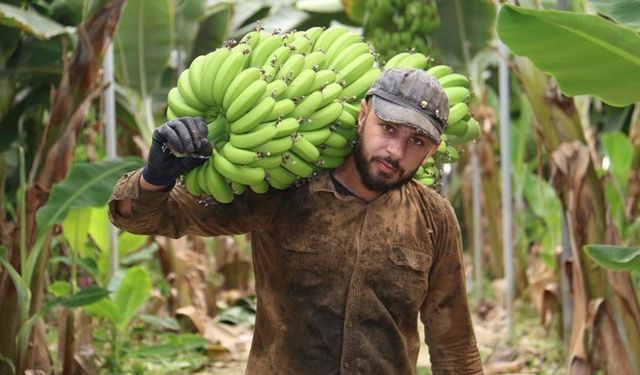 Hatay'da hasat başladı: Markette fiyatı 4 katı...