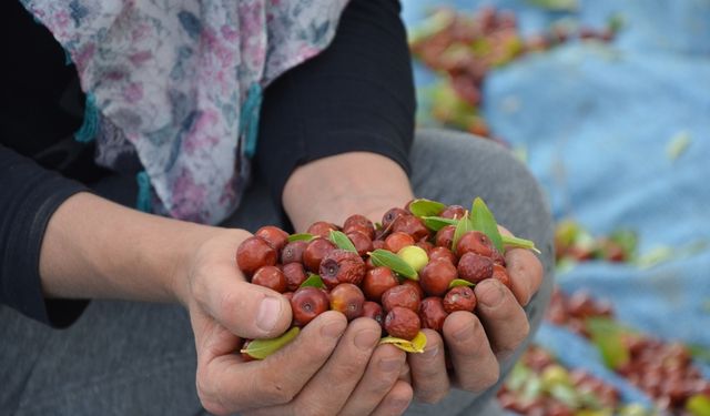 Manisa'da coğrafi işaretli hünnabın hasadına başlandı