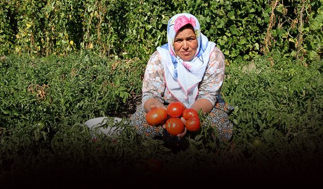 Yamanlar ‘Domates Şenliği’ ile yeniden doğuyor!