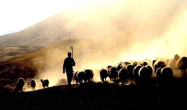 Afgan çoban, 'kaza kurşunu'yla hayatını kaybetti