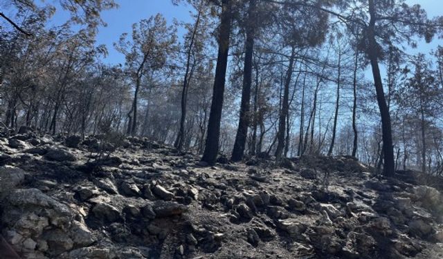 Muğla'daki yangınlarda 1148 hektar orman zarar gördü