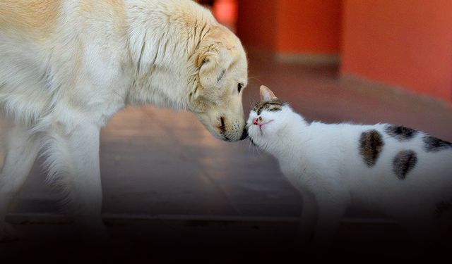 Manisa Büyükşehir Belediyesinden örnek proje: “Yeter ki Sahiplen!”