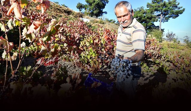 Hem üretici mutlu hem dar gelirli... Büyükşehir'den çifte destek!