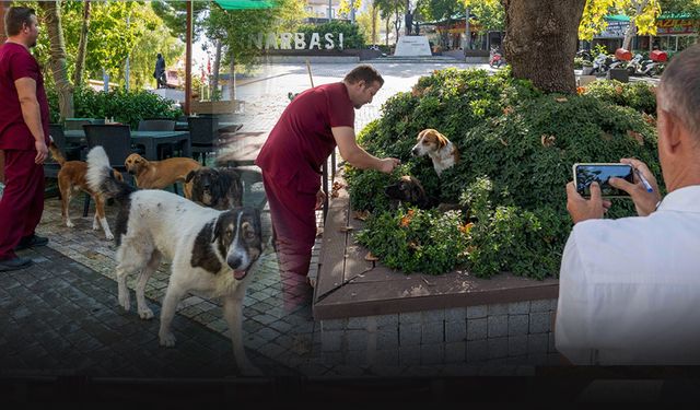 İzmir'de Popülasyon kontrol altında tutulacak... Sahipsiz köpeklerin sayımı başladı