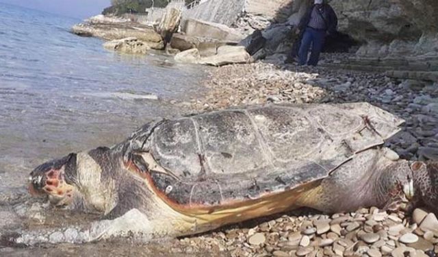 Kuşadası'nda ölü caretta caretta bulundu