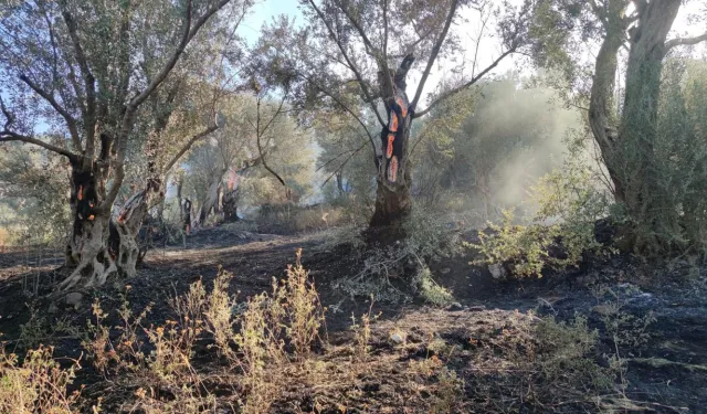 İzmir'de tarım arazisinde yangın, 15 dönüm zeytinlik zarar gördü