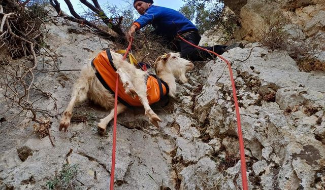 İzmir'de kayalıklarda mahsur kalan keçiyi AFAD ekipleri kurtardı