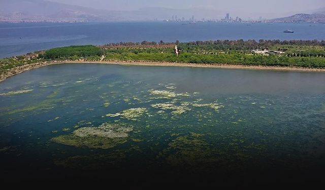 İzmir Körfezi'nde yeni bir çevre sorunu mu baş gösteriyor? Uzmanı 'dikkat' dedi