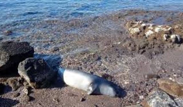 Bodrum'da karaya ölü fok vurdu